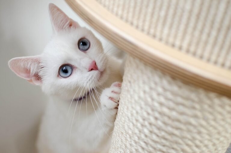 Cats Choose Their Favorite Person in a Household