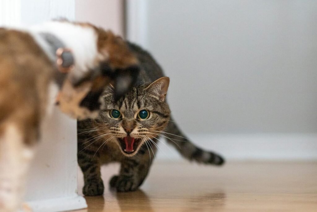 A tabby cat hissing with its mouth open and ears pulled back, showing signs of aggression towards another cat in a tense indoor confrontation.