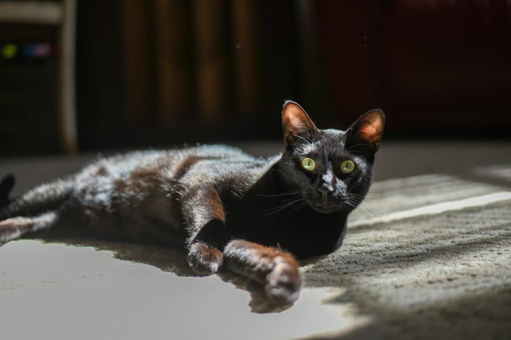 Cat Breeds That Look Like They Belong in the Wild