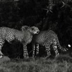 cheetah survive: Black and white of adult spotted Acinonyx jubatus in meadow next to forest in daytime