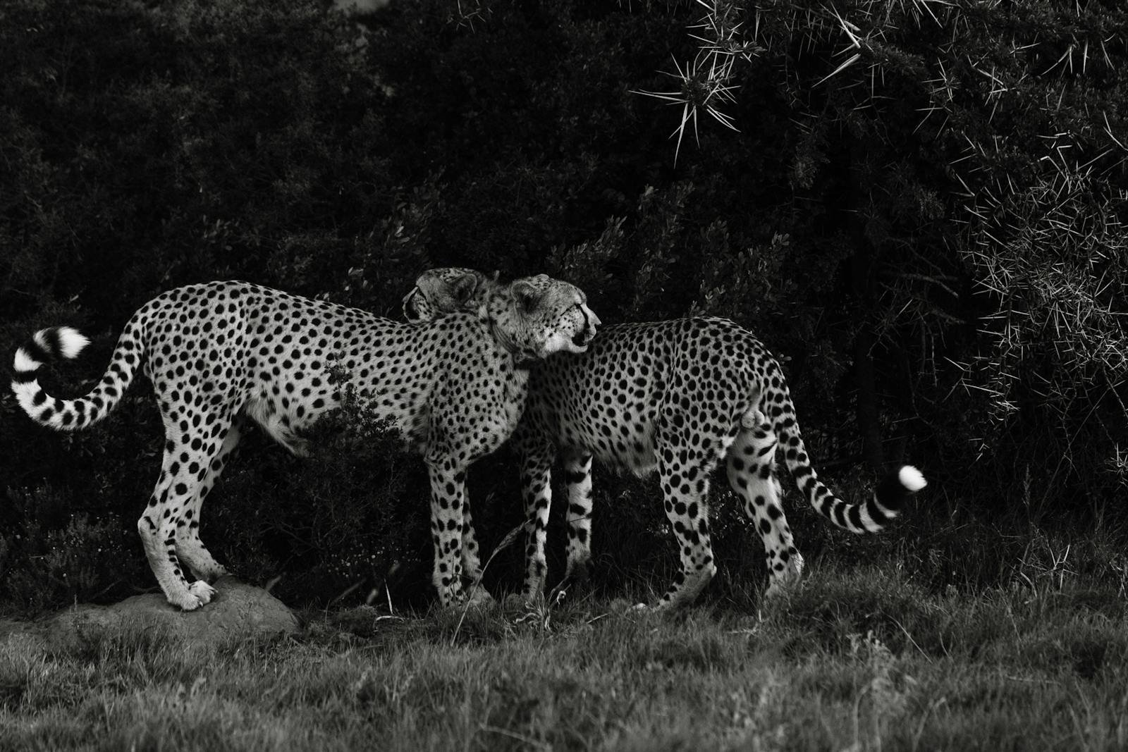 cheetah survive: Black and white of adult spotted Acinonyx jubatus in meadow next to forest in daytime