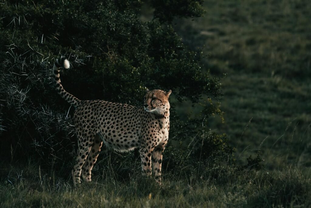Cat Misrepresentation Cheetah with ornamental coat and raised tail looking away on meadow near green shrub in savanna