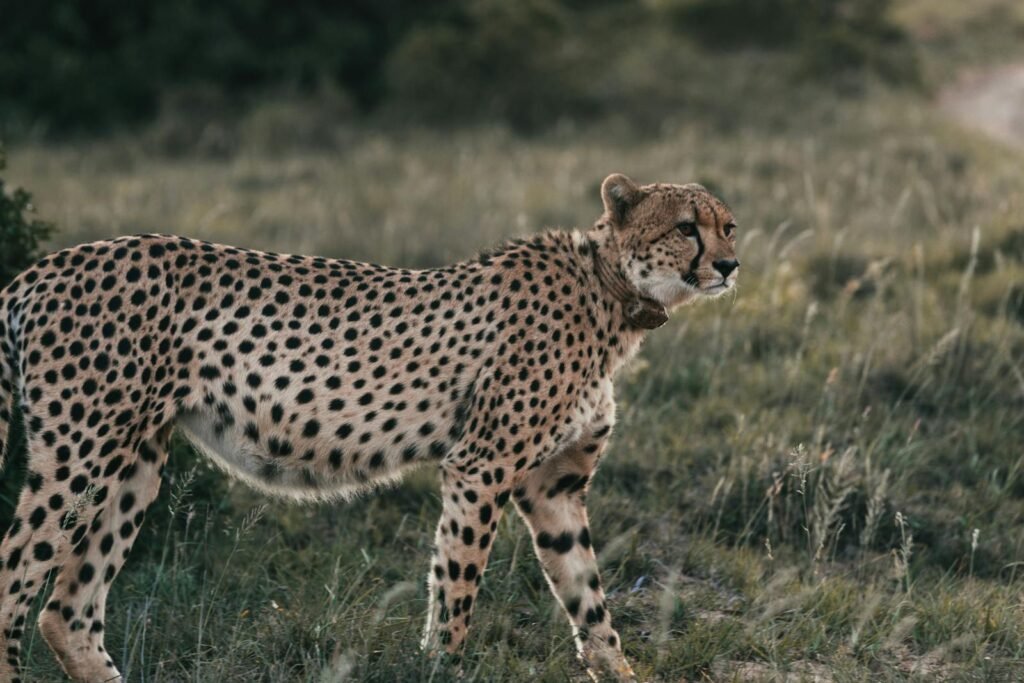cheetah survive: Cheetah (Acinonyx jubatus) scanning the savannah with grace and power.