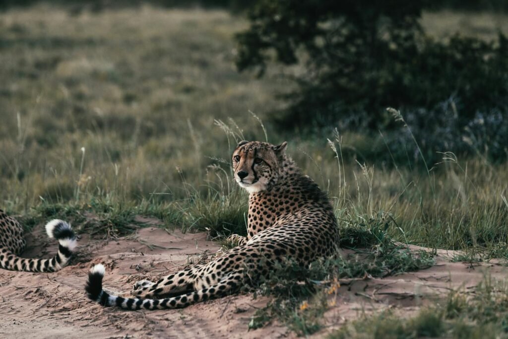 cheetah survive: Cheetahs with spotted coat lying on pathway near growing grass and shrub in savanna