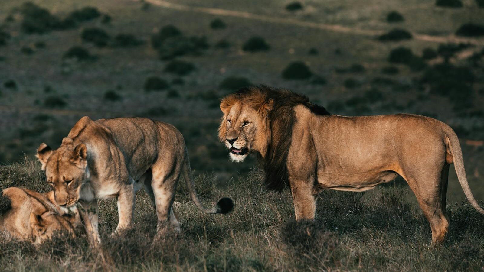 A male lion with a dark mane stands alert beside two lionesses on a grassy hillside, overlooking a vast, open landscape.