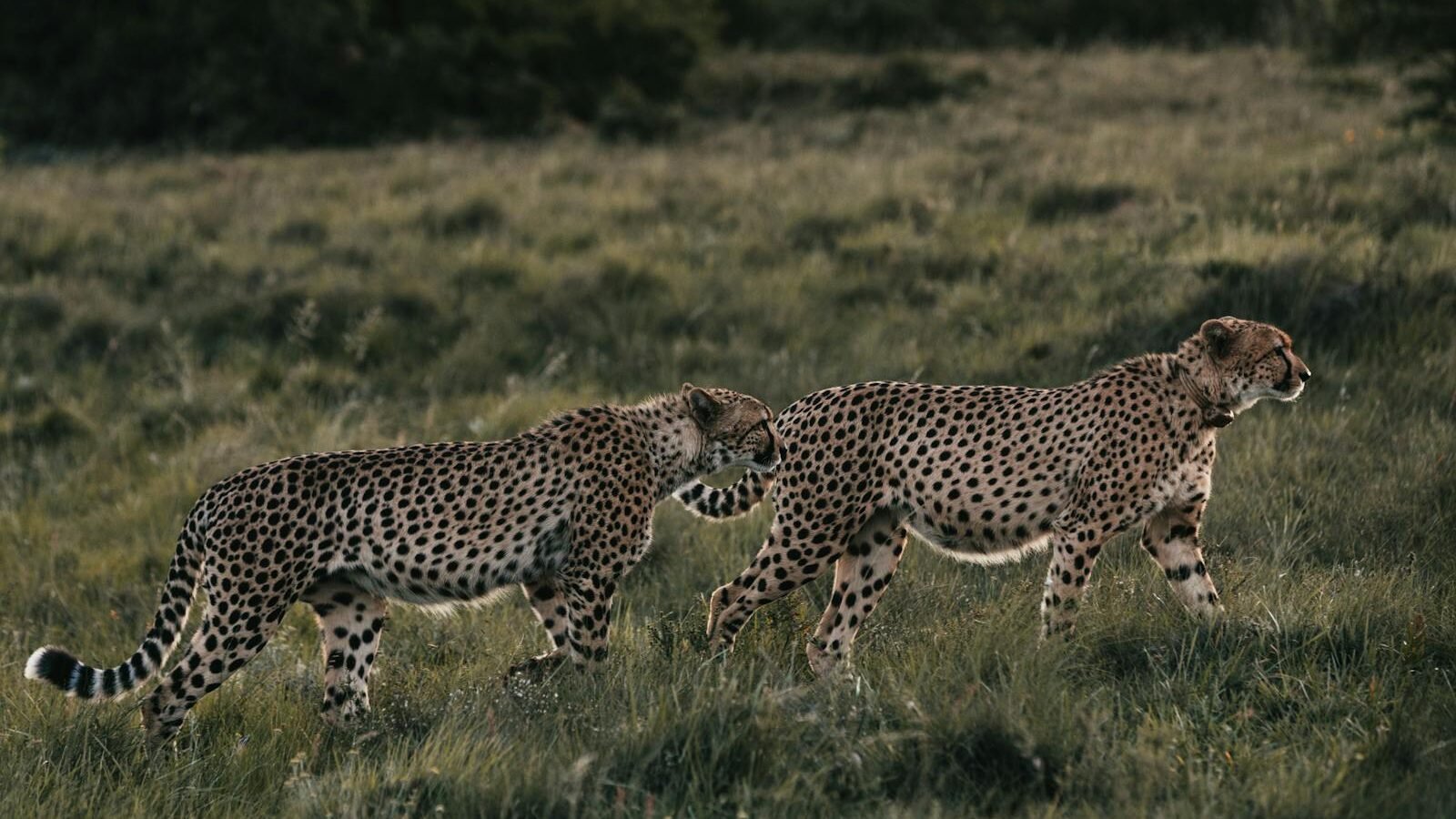 Two cheetahs walking gracefully through the grassland, their sleek bodies and spotted coats blending seamlessly with the environment.