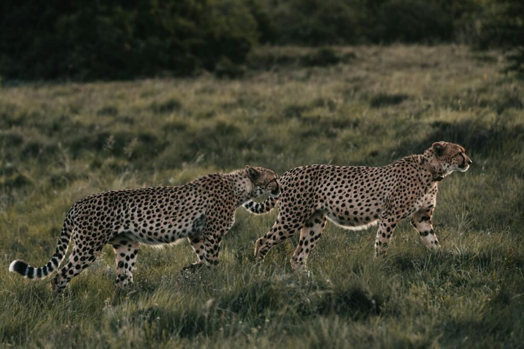 Two cheetahs walking gracefully through a grassy savanna, their spotted coats blending seamlessly with the natural environment, showcasing their agility and companionship in the wild.