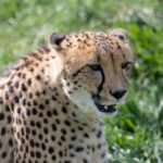 A cheetah (Acinonyx jubatus) captured in a close-up, showcasing its majestic beauty in the wild.