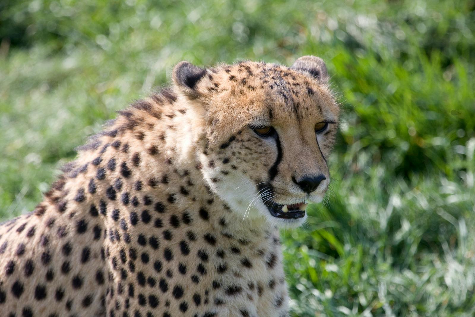 A cheetah (Acinonyx jubatus) captured in a close-up, showcasing its majestic beauty in the wild.