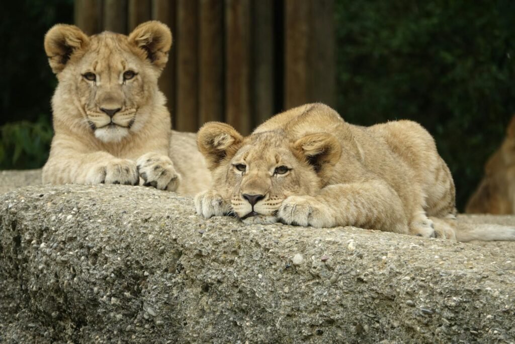 Two young lion cubs relaxing on a rock, displaying natural wildlife behavior outdoors.