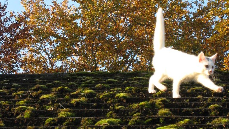 A white cat walking on a moss-covered roof, with its tail held up and straight against a backdrop of autumn trees.