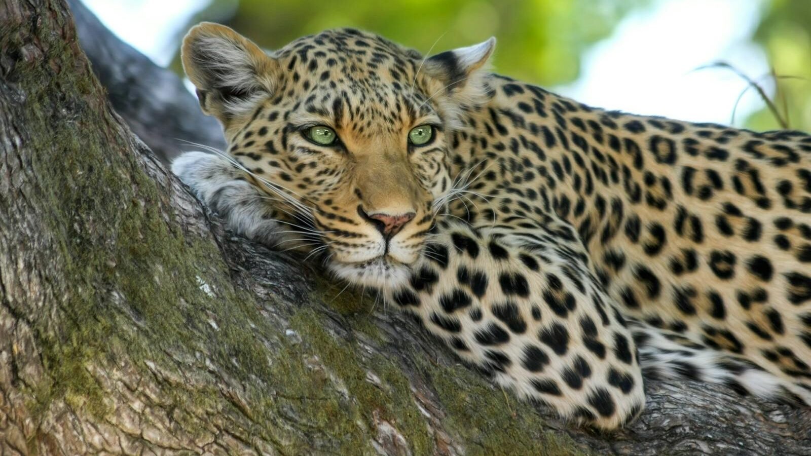A majestic leopard with striking green eyes and a golden spotted coat rests on a tree branch, embodying the grace and power of big cats.