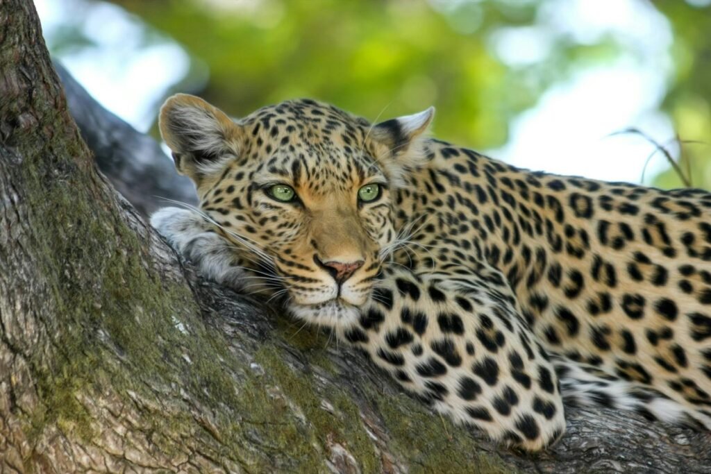 BIG CAT Closeup of a leopard resting on a tree branch in the wild.
