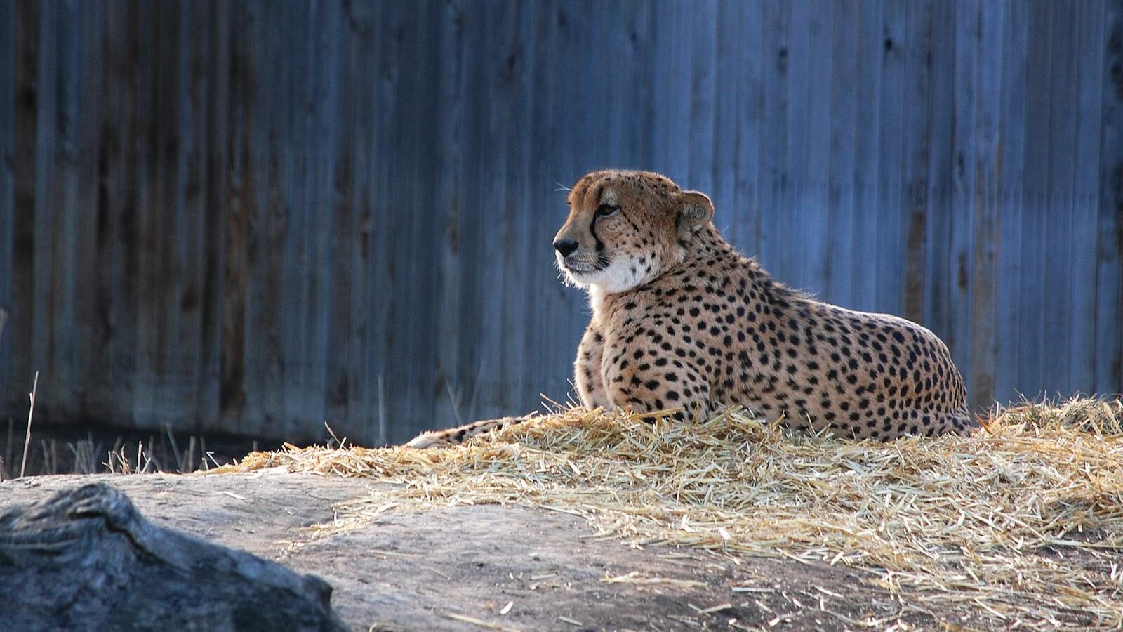 A cheetah resting on a bed of straw, calmly gazing into the distance with a serene expression, against a backdrop of wooden fencing.