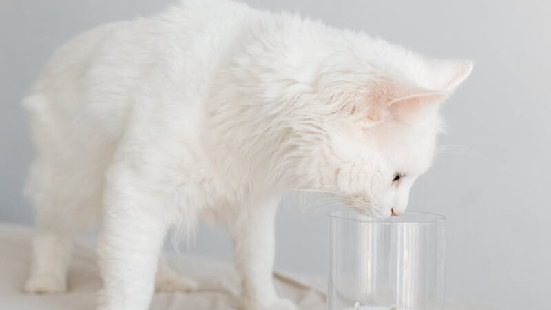 A fluffy white cat curiously sniffing a glass container with milk and small white flowers on a soft, light-colored surface, showcasing its keen sense of smell and curiosity.
