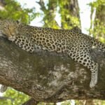A leopard resting on a large tree branch, its body stretched out and relaxed, blending into the natural surroundings of a lush forest.