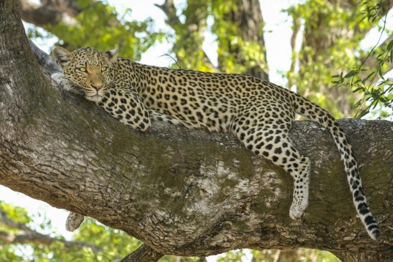 A leopard resting on a large tree branch, its body stretched out and relaxed, blending into the natural surroundings of a lush forest.