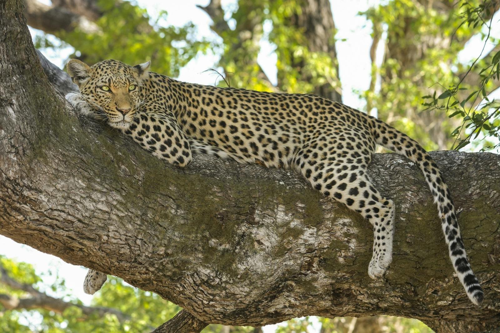 A leopard resting on a large tree branch, its body stretched out and relaxed, blending into the natural surroundings of a lush forest.
