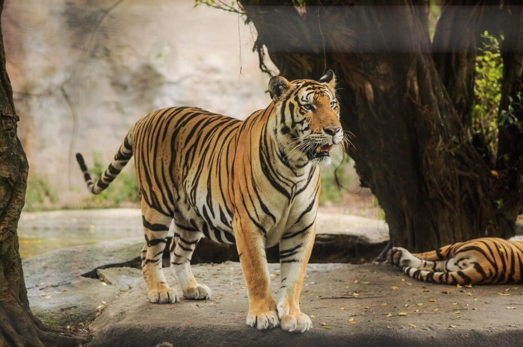 animal, tiger zoo, zoo, tiger, brown tiger, tiger zoo, zoo, zoo, tiger, tiger, tiger, nature, tiger, tiger