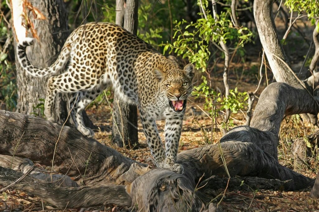 Cat Environment A leopard snarling in its natural habitat in the African wilderness.
