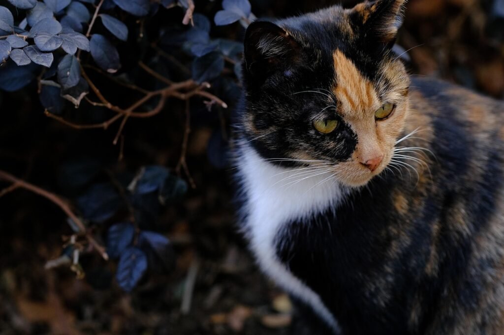 Link Between a Cat’s Fur Color and Their Personality Traits
