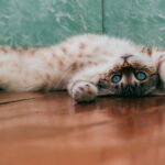 9 Incredible Stories of Cats Who Saved Their Owners’ Lives