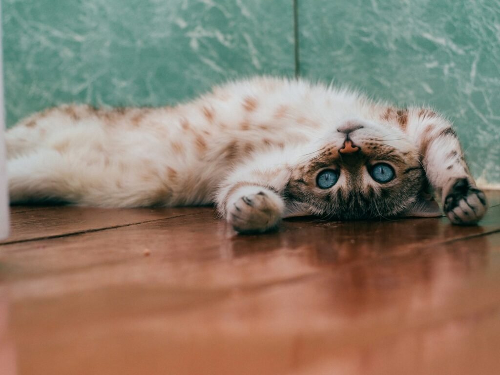 7 Ways to Help Your Indoor Cat Stay Active and Engaged