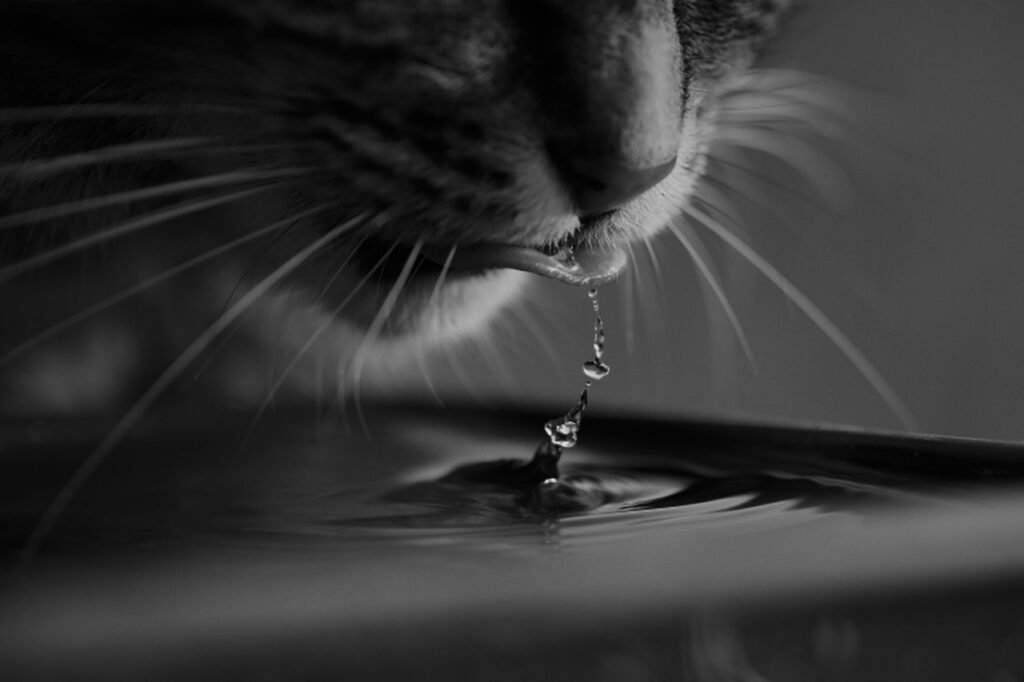 Drinking Cat cat, water, nature, drink, pet, animal, cat, cat, cat, cat, cat