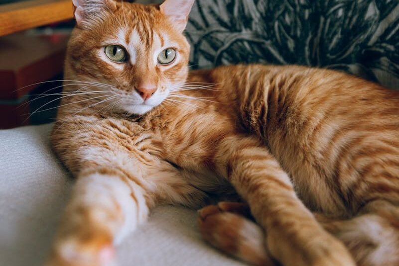  A ginger cat lying on a couch with its tail tucked underneath its body, looking relaxed and comfortable.