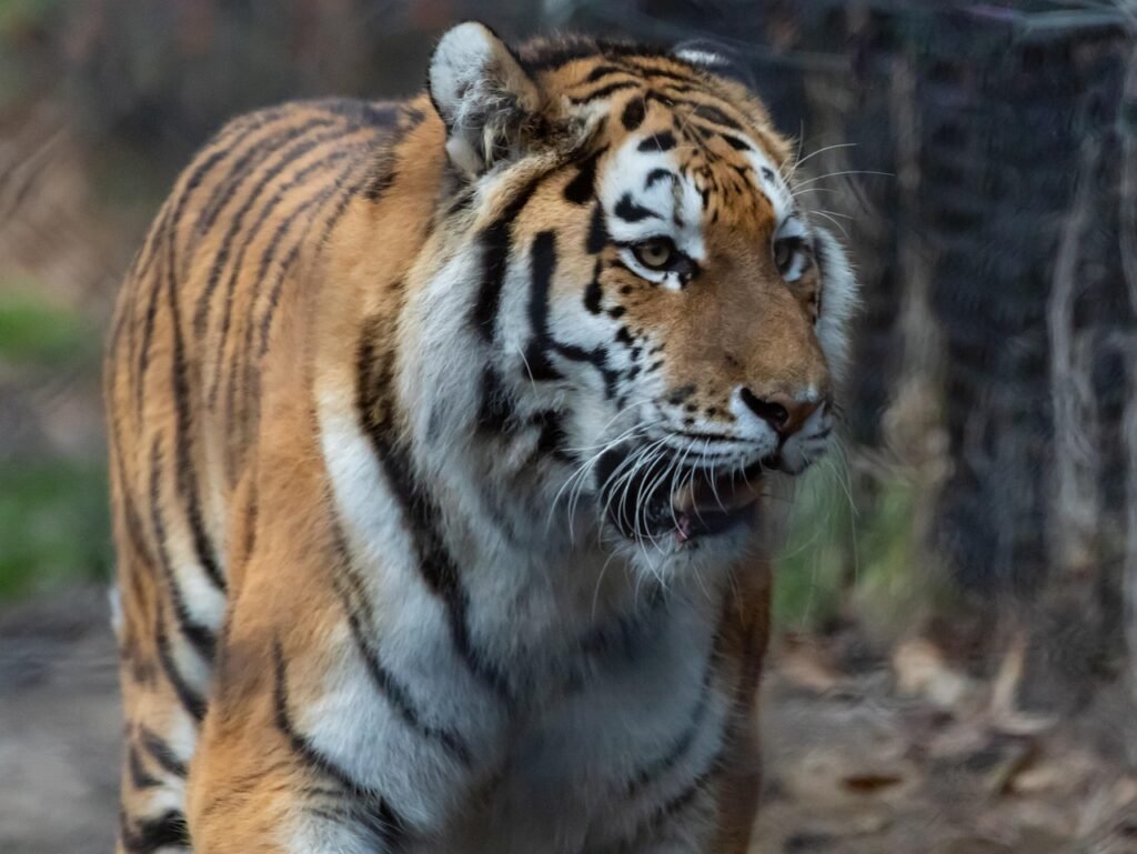 Big Cat Species That Have the Longest Lifespans in the Wild