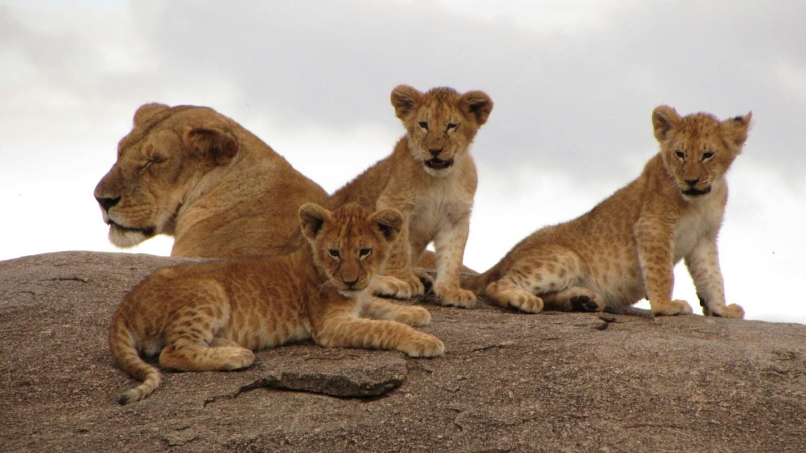 A lioness resting with three playful lion cubs on a rocky surface under a cloudy sky, illustrating the family dynamics of lions in the wild.
