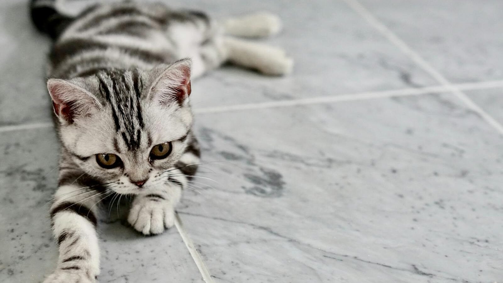 A playful American Shorthair kitten with a silver tabby coat stretches on a marble floor, curiously reaching out with its paw.