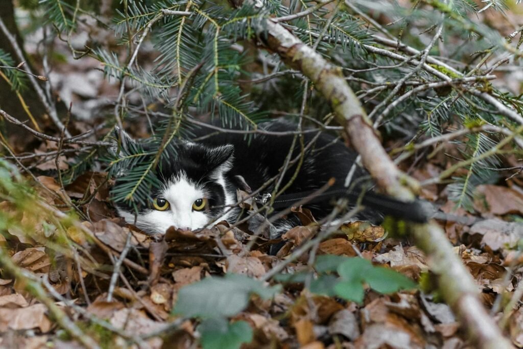 A black and white cat stealthily hiding under branches in a forest setting.