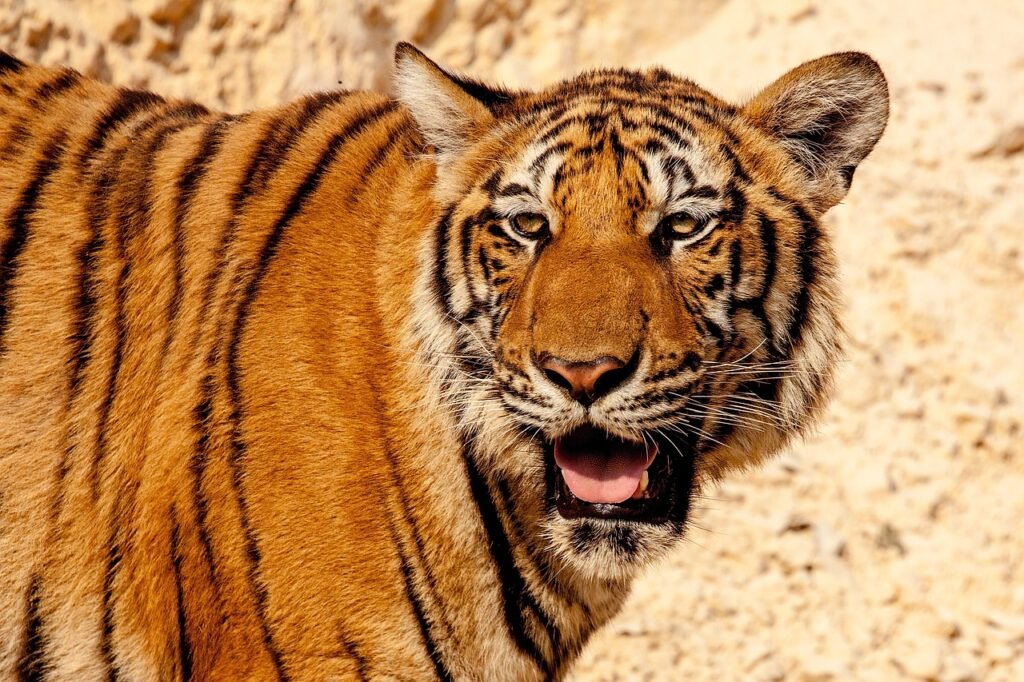 How Big Cats Use Their Sense of Smell to Hunt at Night