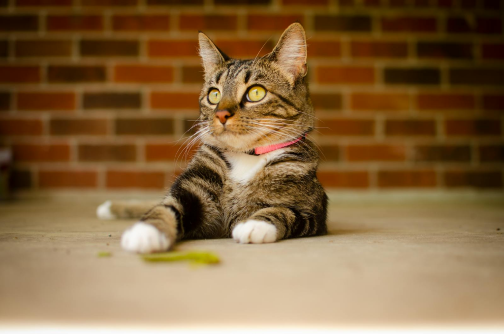 Close-up of a tabby cat with yellow eyes lying on a concrete floor, indoors.
