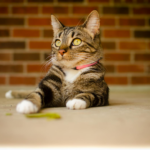 Close-up of a tabby cat with yellow eyes lying on a concrete floor, indoors.