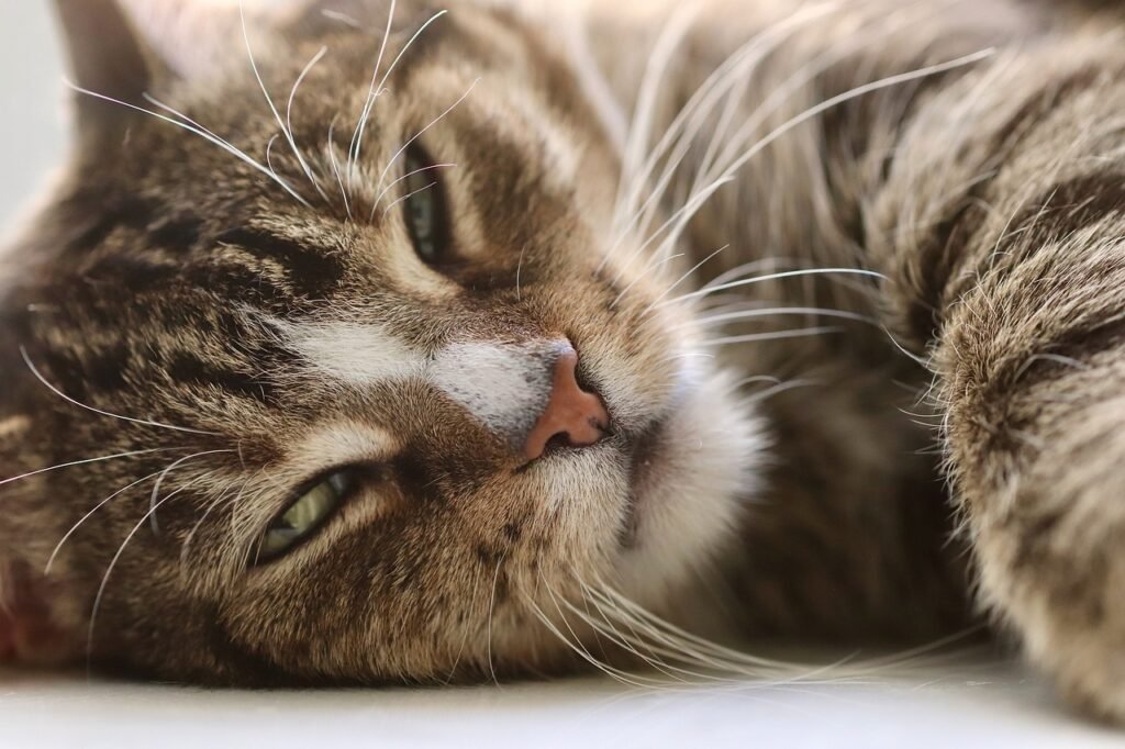 cat, cat eyes, animal, whiskers, domestic cat, domestic animal, pet, cat, cat, cat, cat, cat