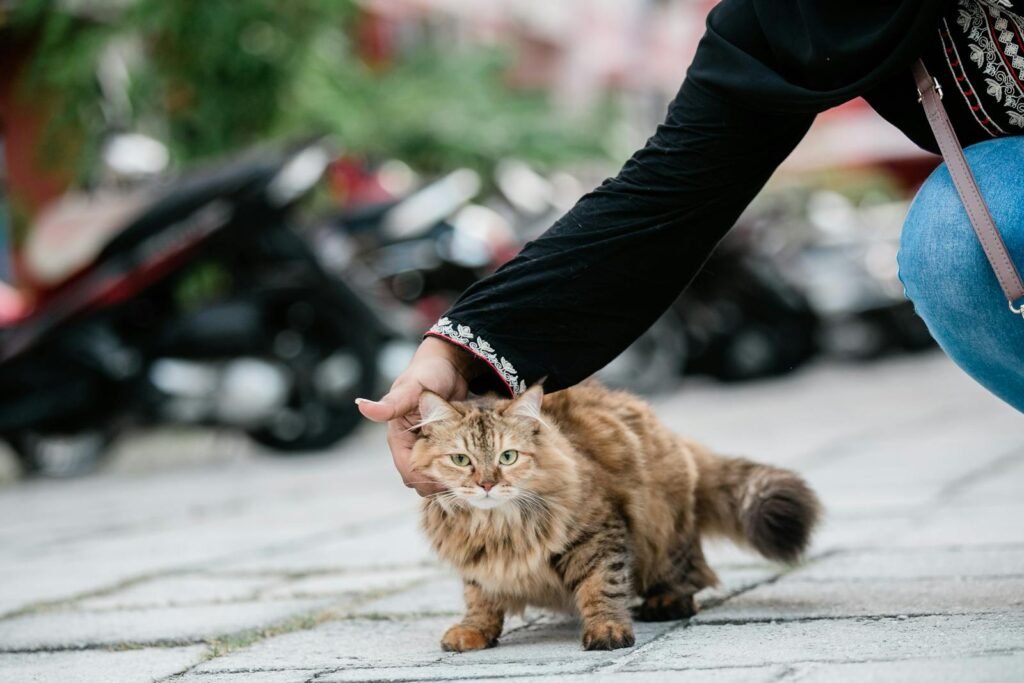 A tabby cat enjoying pets on a street, surrounded by blurred motorcycles.