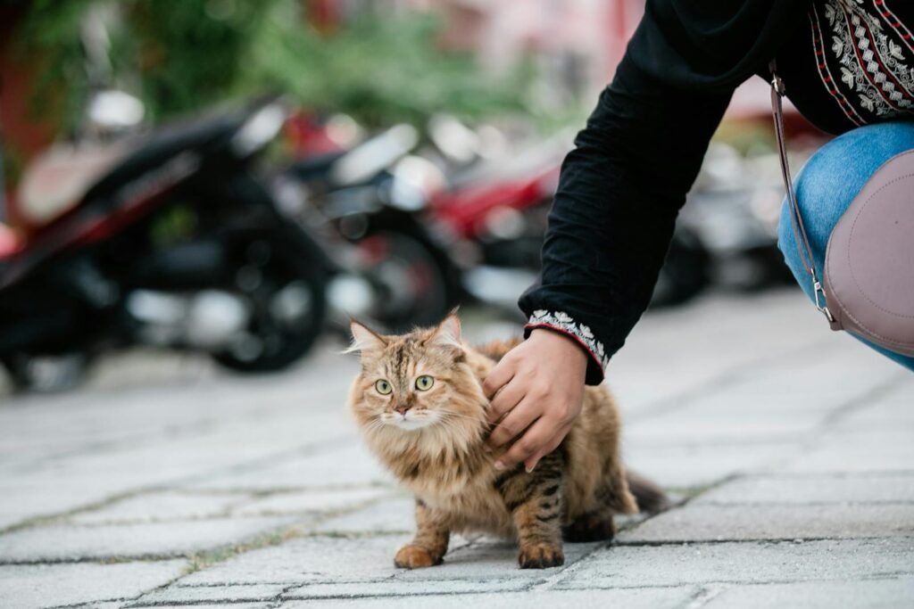 Close-up of a tabby cat being petted on a street, showcasing its adorable features.