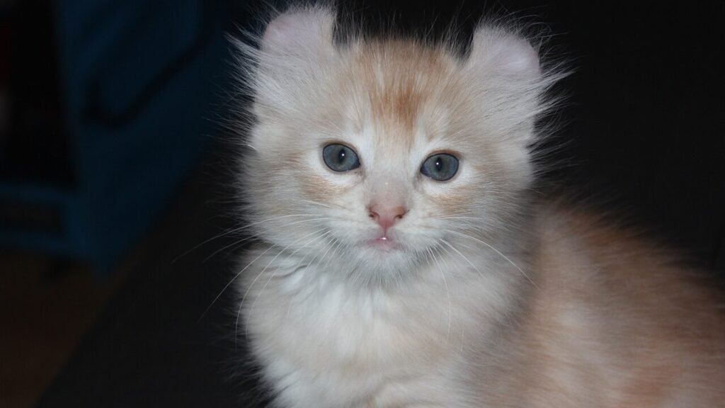 A close-up of a cream and orange kitten with distinctive curled-back ears, characteristic of the American Curl breed, sitting and looking directly at the camera.