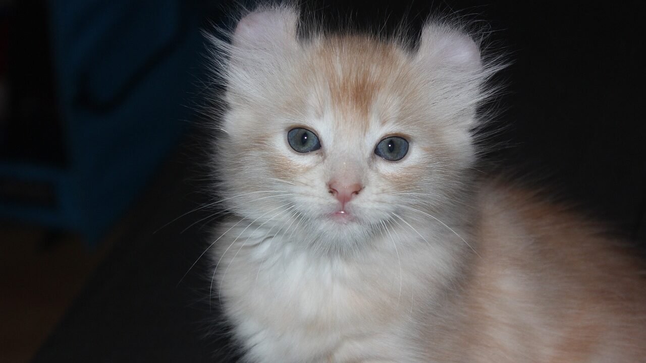 A close-up of a cream and orange kitten with distinctive curled-back ears, characteristic of the American Curl breed, sitting and looking directly at the camera.