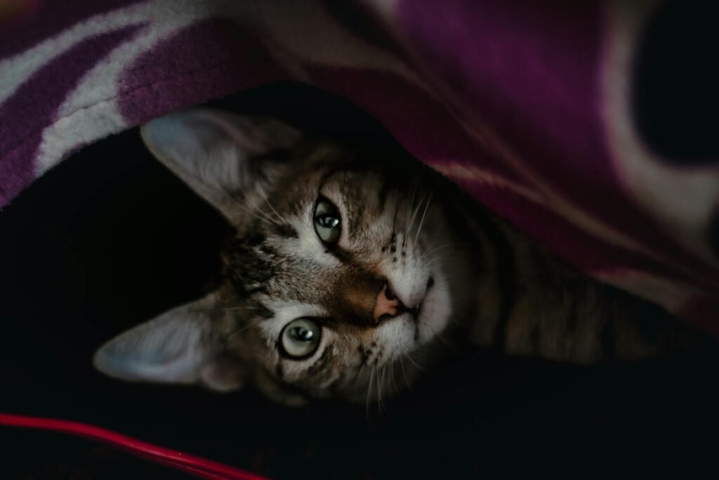 Tabby cat peeking from under a blanket, creating a cozy mood.