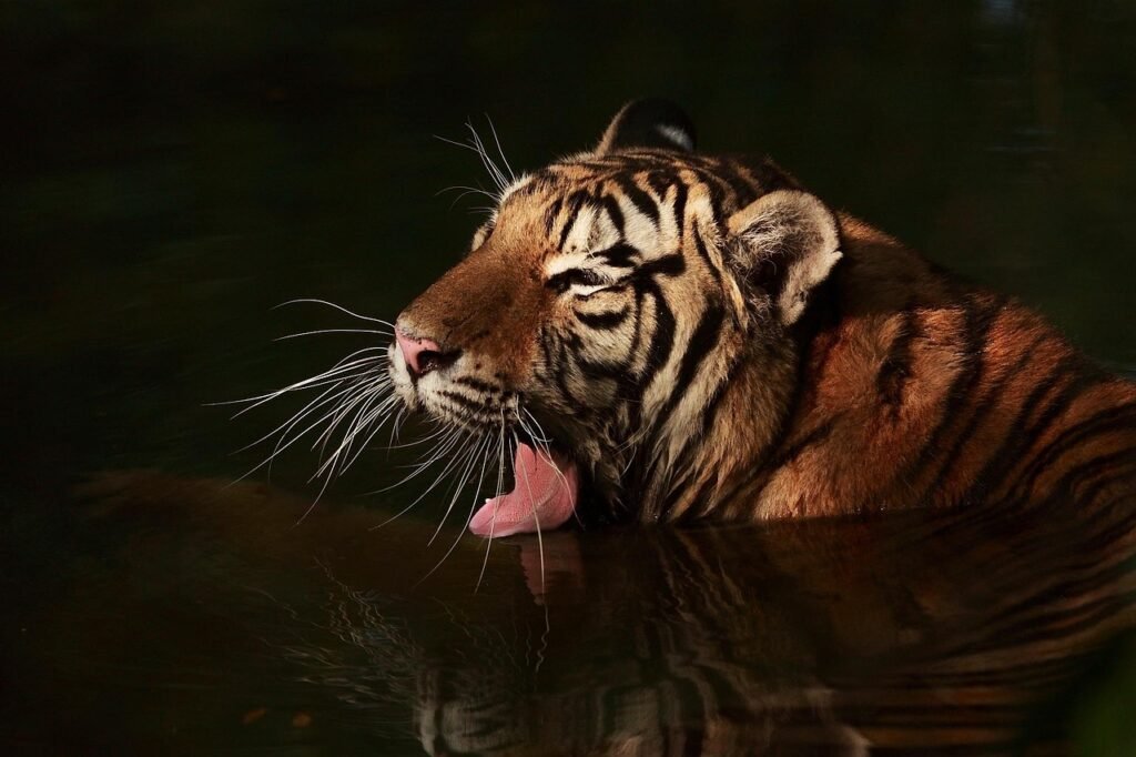 tiger