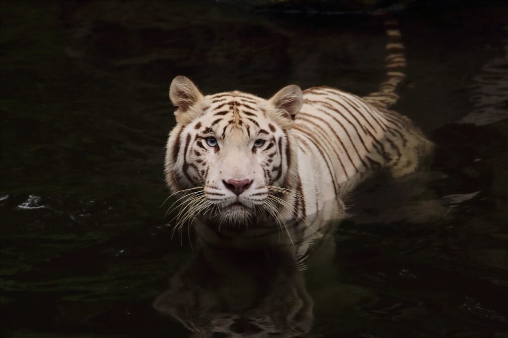 How Big Cats Use Camouflage to Hunt and Evade Predators