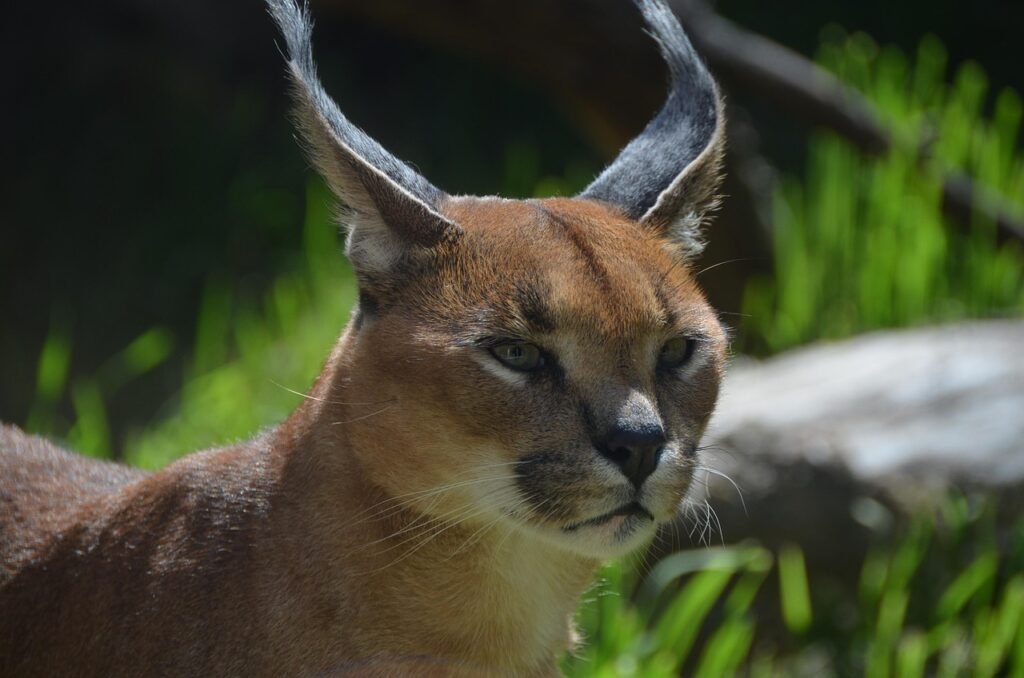 8 Big Cats That Are Faster Than You Think