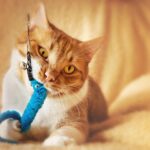 cat, toy, to play, domestic cat, apartment cat, employment, domestic animal, fun, cute, red white, whiskers, boredom, cat angel, portrait, cat employment, cat toy, hunting instinct, pastime, animal, playful, cat toy, cat toy, cat toy, pet, cat toy, cat toy