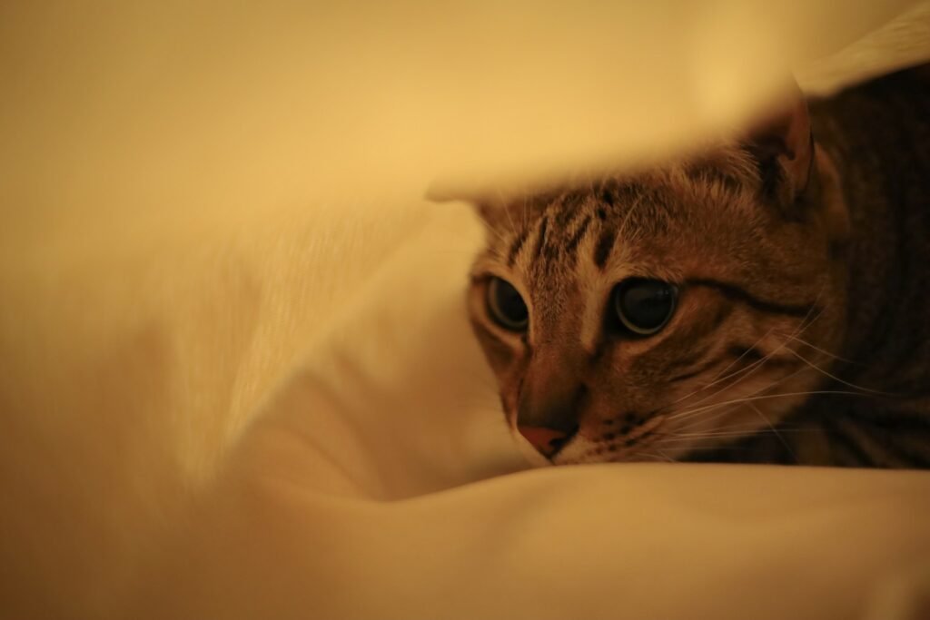 brown tabby cat on white textile