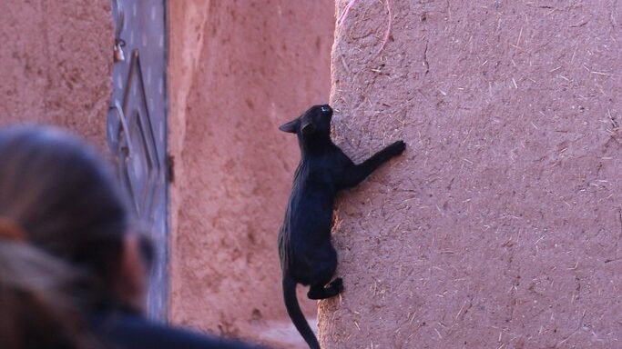A black cat climbs a vertical wall, using its strong paws and sharp claws for grip.