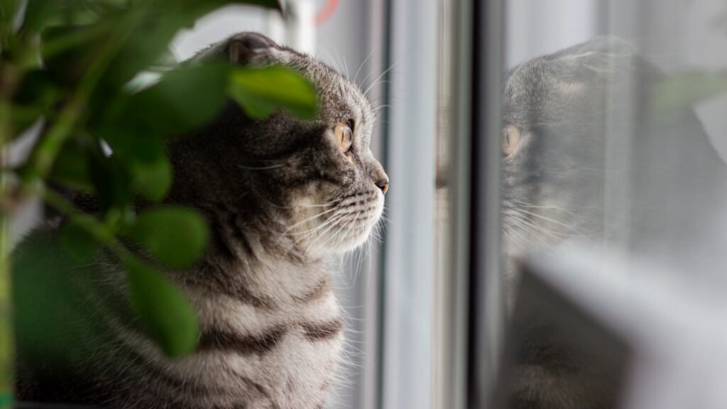 silver tabby cat looking out the window