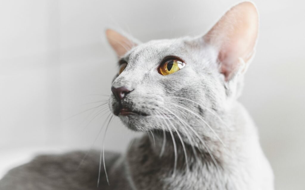 Cat Breeds white cat with yellow eyes